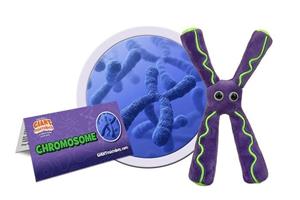 Giantmicrobe Chromosome